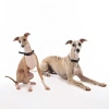 M-Pets Kombi Collar Köpek Eğitim Tasması 30-38cm [S]