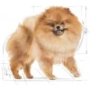Royal Canin Pomeranian 3 Kg Yetişkin Kuru Köpek Maması