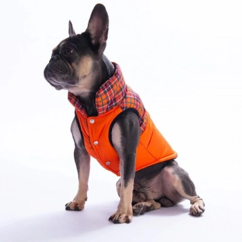 Pawstar Orange Elgin Paws Xlarge Size