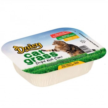 Daisy Natural Kedi Çimi File Hediyeli