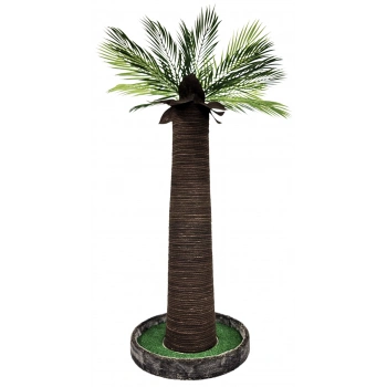 Palmiye Kedi Tırmalaması