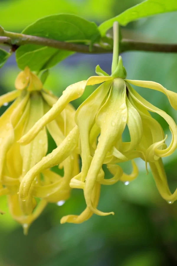 Toptan Ylang Ylang Saf Esansiyel Uçucu Koku Yağı