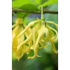 Toptan Ylang Ylang Saf Esansiyel Uçucu Koku Yağı