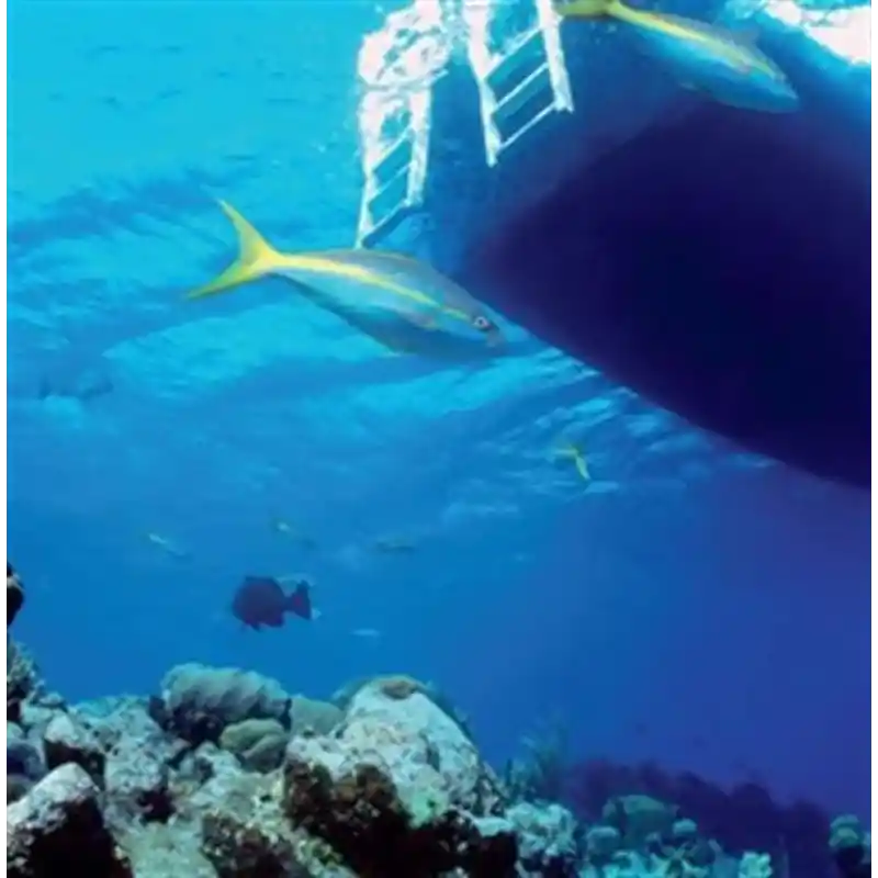 Double Deck Snorkel Dalış Sistemi