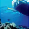 Double Deck Snorkel Dalış Sistemi