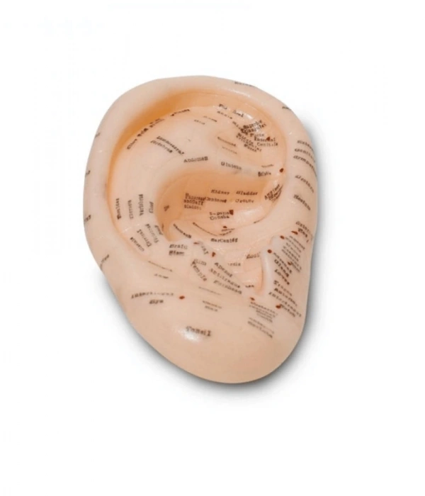 Akupunktur Kulak Modeli