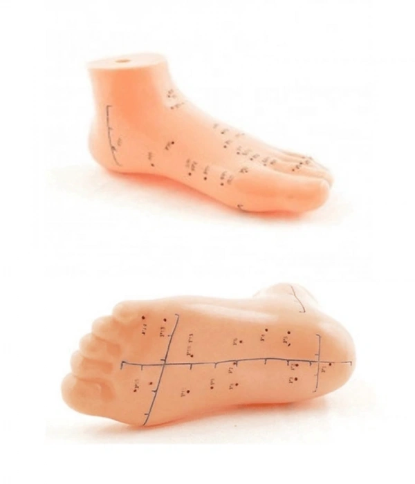 Ayak Akupunktur Bölgesi Maketi