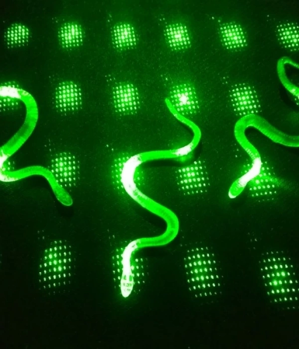 Şaka Yılan Ve Kırkayak Karışık 36 Adet