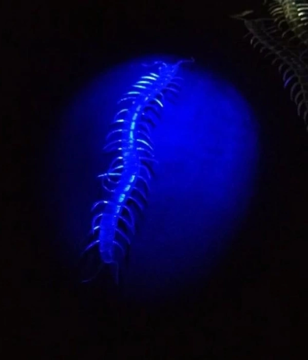 Şeffaf Renk Karanlıkta Parlayan Fosforlu Kırkayak 13 Cm 1 Adet