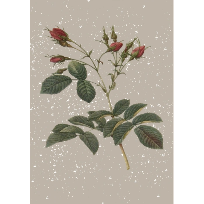 Çiçek - 1 / Kartpostal