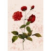 Çiçek - 3 / Kartpostal
