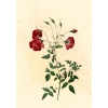 Çiçek - 6 / Kartpostal
