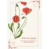 Gelincik Çiçeği / Kartpostal