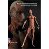 İnsan Anatomisi ve Fizyolojisi