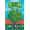 Para Ağacı
