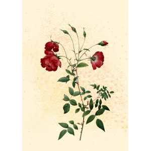 Çiçek - 6 / Kartpostal