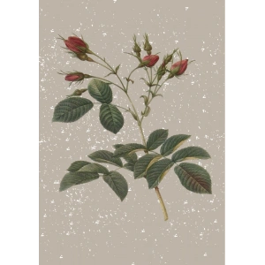 Çiçek - 1 / Kartpostal