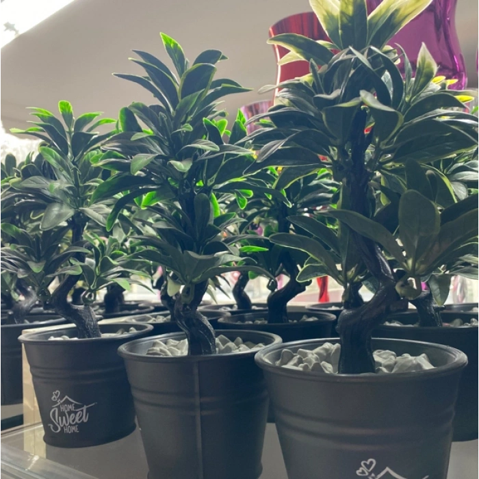 SAKSI SEFERA GELİNCİK