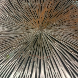 PLASTİK AMERİKAN SERVİS GR91979