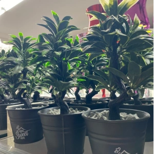 SAKSI SEFERA GELİNCİK