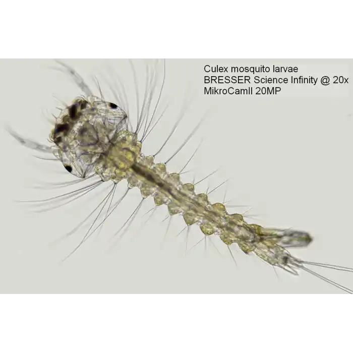 Bresser MikroCam II 20 MP 1 Microscope Camera