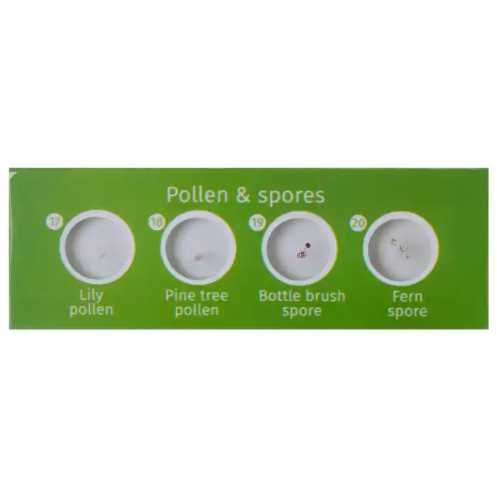 Levenhuk LabZZ CP24 Canlılar ve Bitkiler Hazırlanmış Slayt Seti