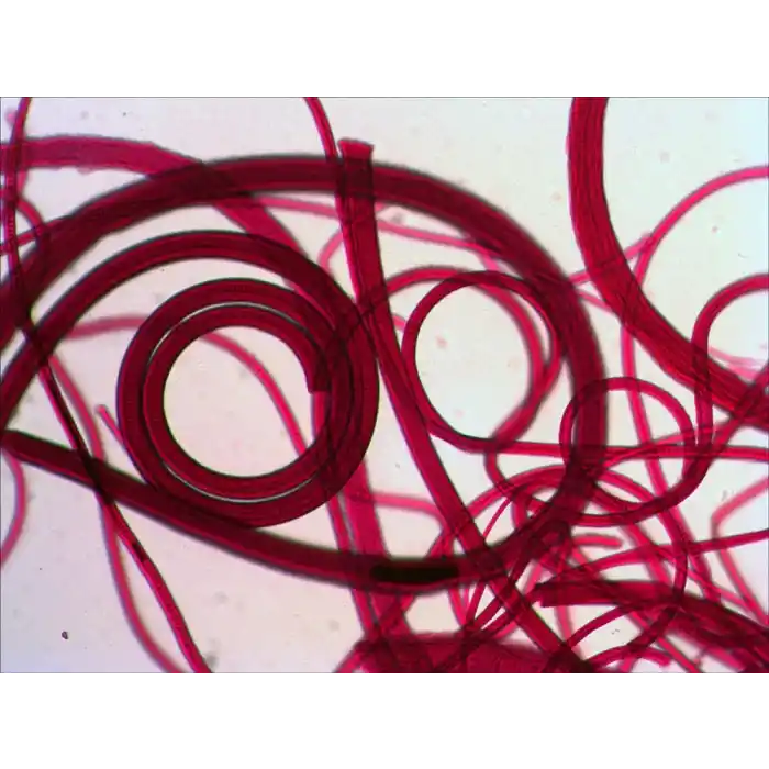 Levenhuk N80 NG “Her şeyi görün” Slayt Seti