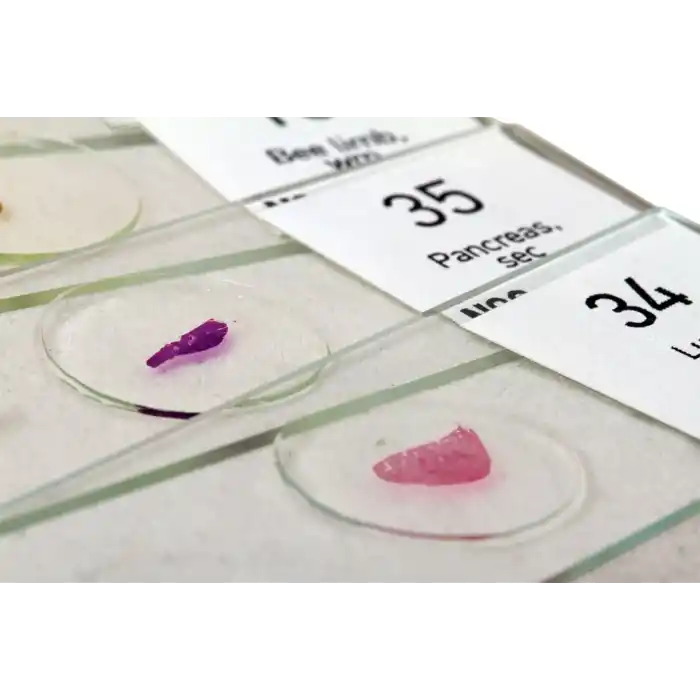 Levenhuk N80 NG “Her şeyi görün” Slayt Seti