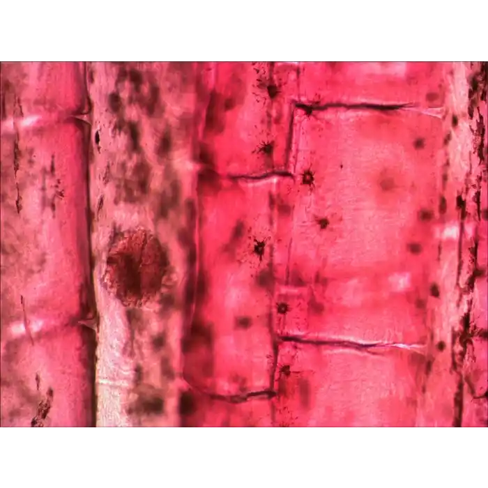 Levenhuk N80 NG “Her şeyi görün” Slayt Seti