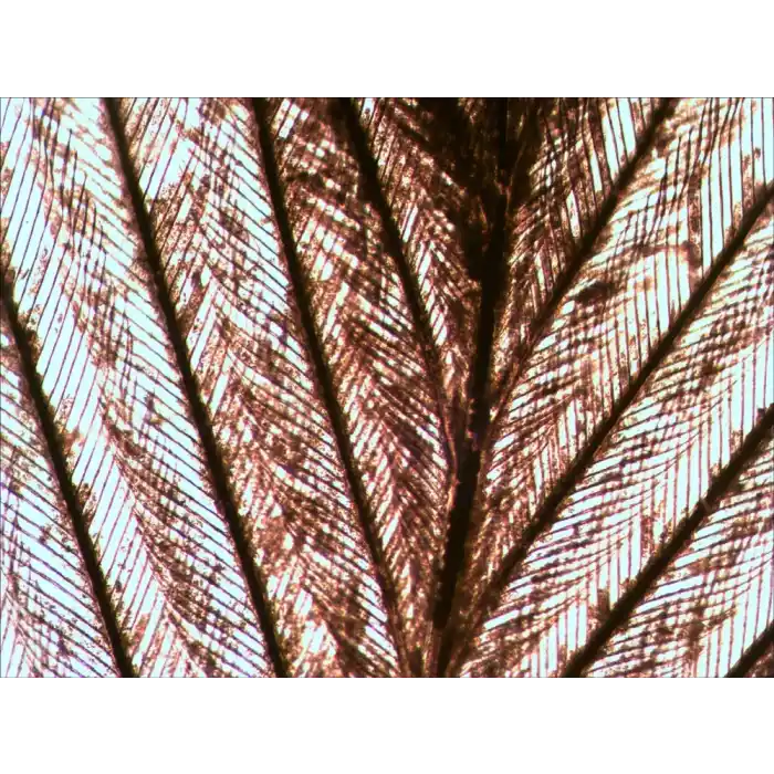 Levenhuk N80 NG “Her şeyi görün” Slayt Seti