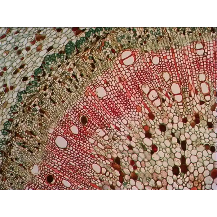 Levenhuk N80 NG “Her şeyi görün” Slayt Seti