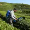 Factor GY35BS Akülü Çay Toplama Makinesi