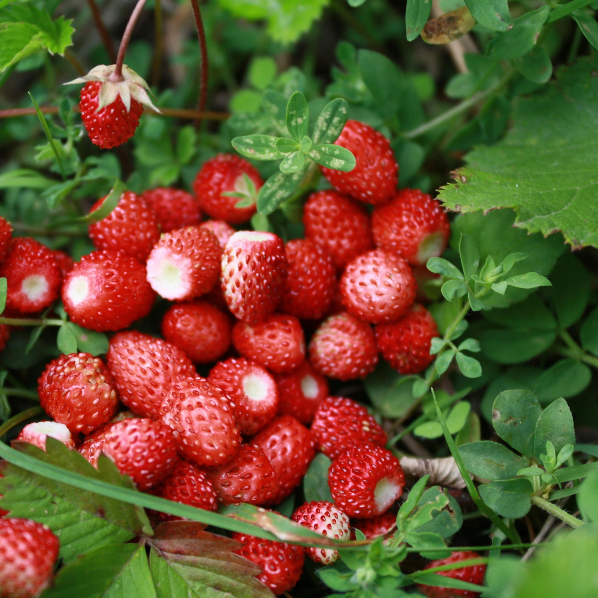 Dağ Çileği Reçeli 300 cc