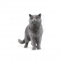 Royal Canin British Shorthair Adult Yetişkin Kedi Kuru Maması 2 kg