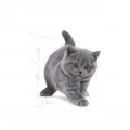 Royal Canin British Shorthair Kitten Yavru Kedi Kuru Maması 2 kg
