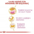 Royal Canin Persian Kitten Yavru Kedi Kuru Maması 2 kg