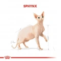 Royal Canin Sphynx Adult Yetişkin Kedi Kuru Maması 2 kg