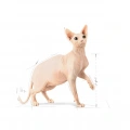 Royal Canin Sphynx Adult Yetişkin Kedi Kuru Maması 2 kg