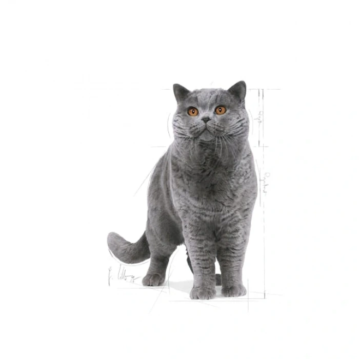 Royal Canin British Shorthair Adult Yetişkin Kedi Kuru Maması 2 kg