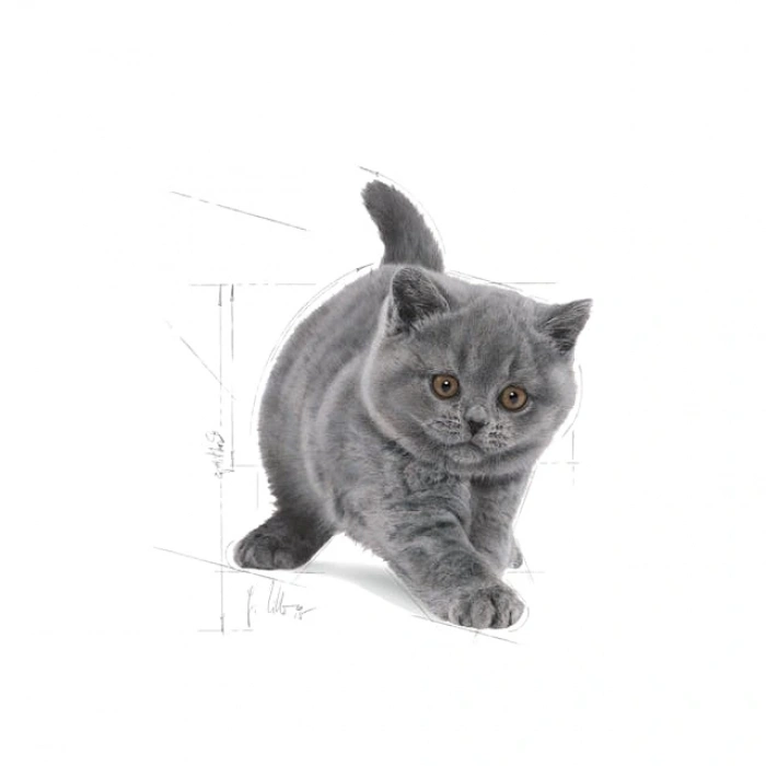Royal Canin British Shorthair Kitten Yavru Kedi Kuru Maması 2 kg
