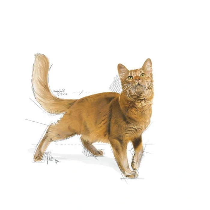 Royal Canin Fit 32 Yetişkin Kedi Kuru Maması 15 kg