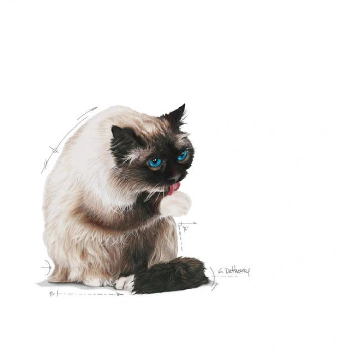 Royal Canin Hairball Care Yetişkin Kedi Kuru Maması 4 kg