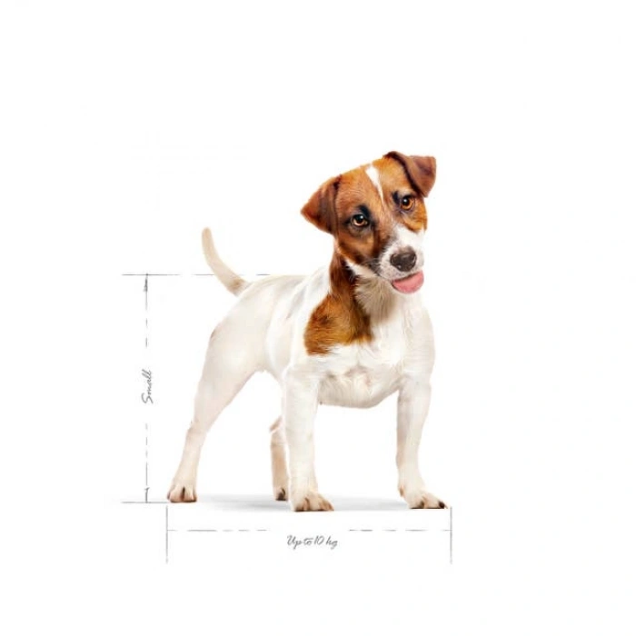 Royal Canin Mini Adult Yetişkin Köpek Kuru Maması 8 kg