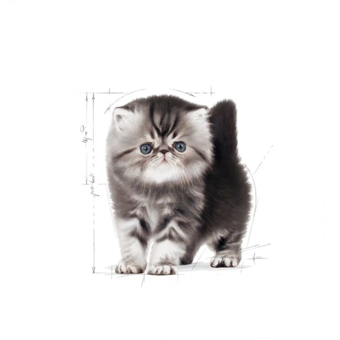 Royal Canin Persian Kitten Yavru Kedi Kuru Maması 2 kg