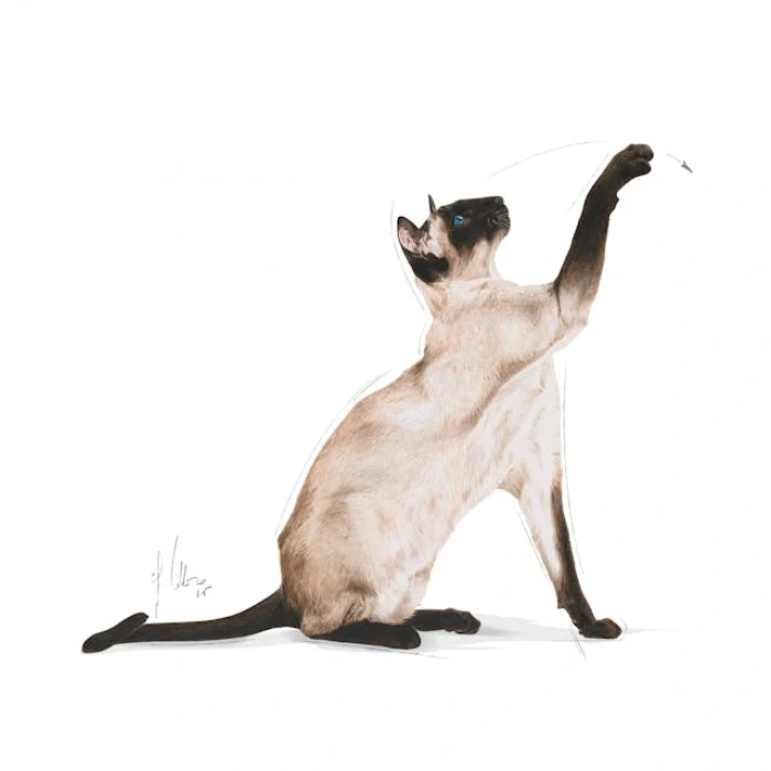 Royal Canin Siamese Adult Yetişkin Kedi Kuru Maması 2 kg