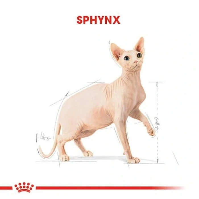 Royal Canin Sphynx Adult Yetişkin Kedi Kuru Maması 2 kg