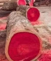 Shoecide Doğal Kan Ağacı Bloodwood Tesbih El İşi Püsküllü Tesbih Modeli
