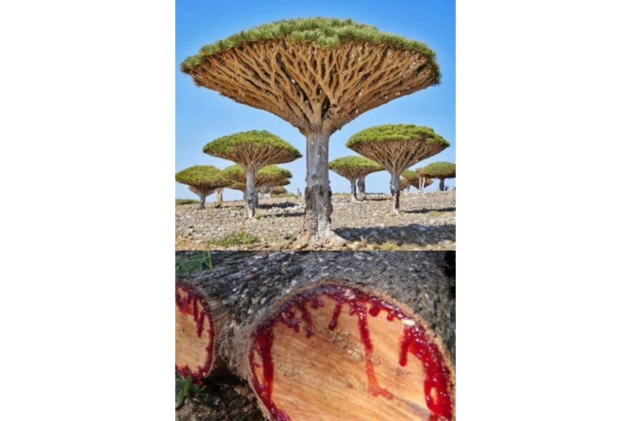 Shoecide Doğal Kan Ağacı Bloodwood Tesbih El İşi Püsküllü Tesbih Modeli