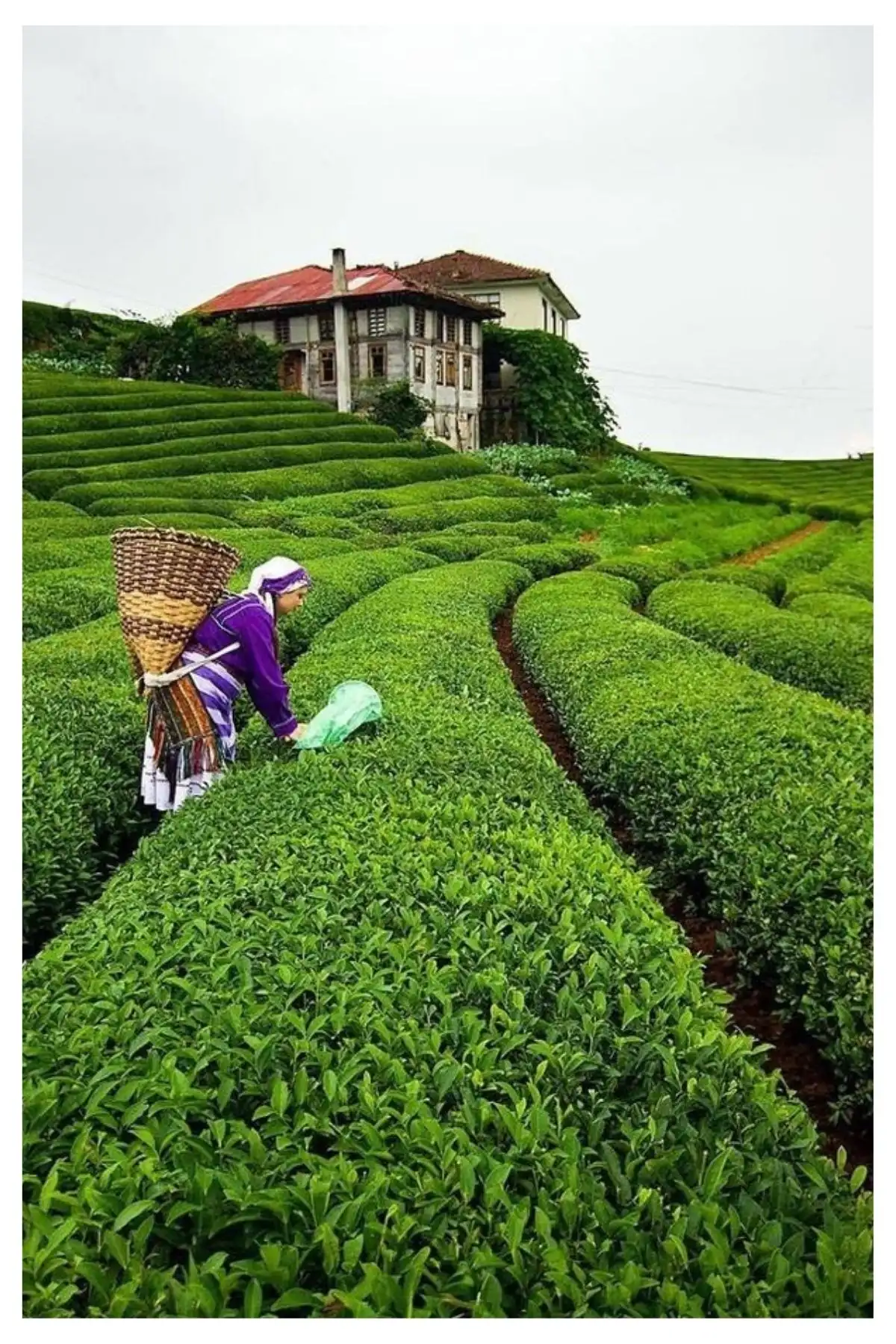 Drhazel İlk Hasat Mayıs Çayı 500 gr x 2 Paket