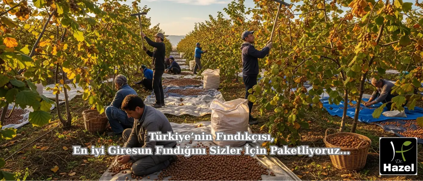 Türkiyenin Fındıkçısı